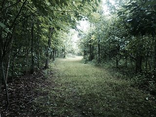 Property photo 7 - LAND AUCTION, 55+/- Acres offered in 2 tracts